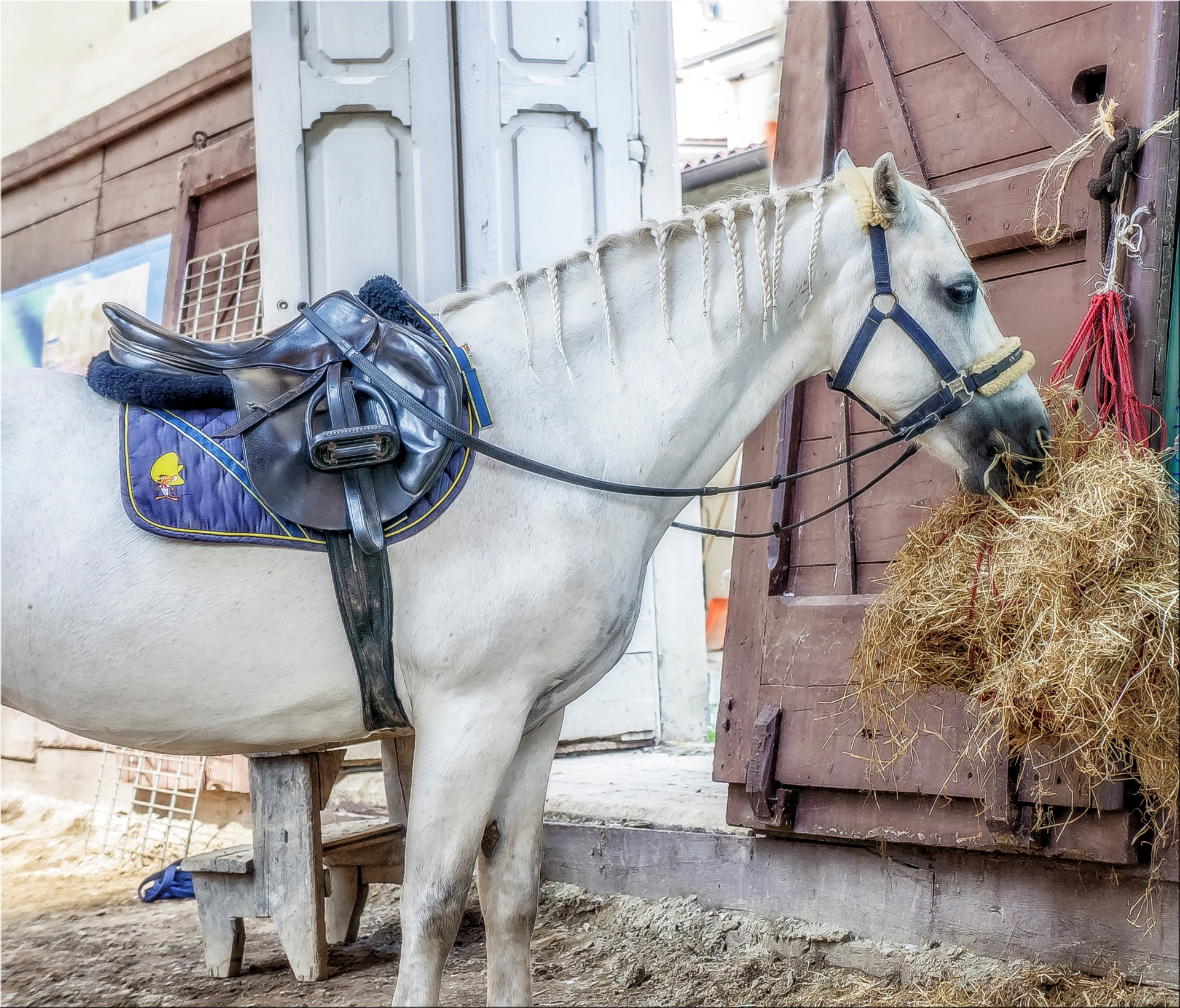 horse box stall free photo