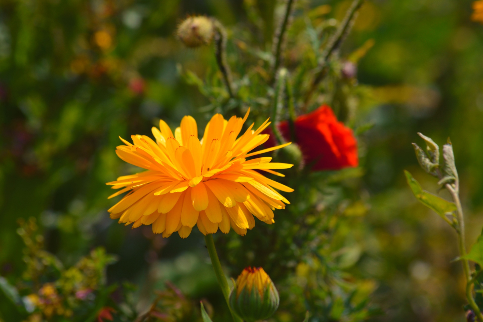 flower yellow flower flora free photo