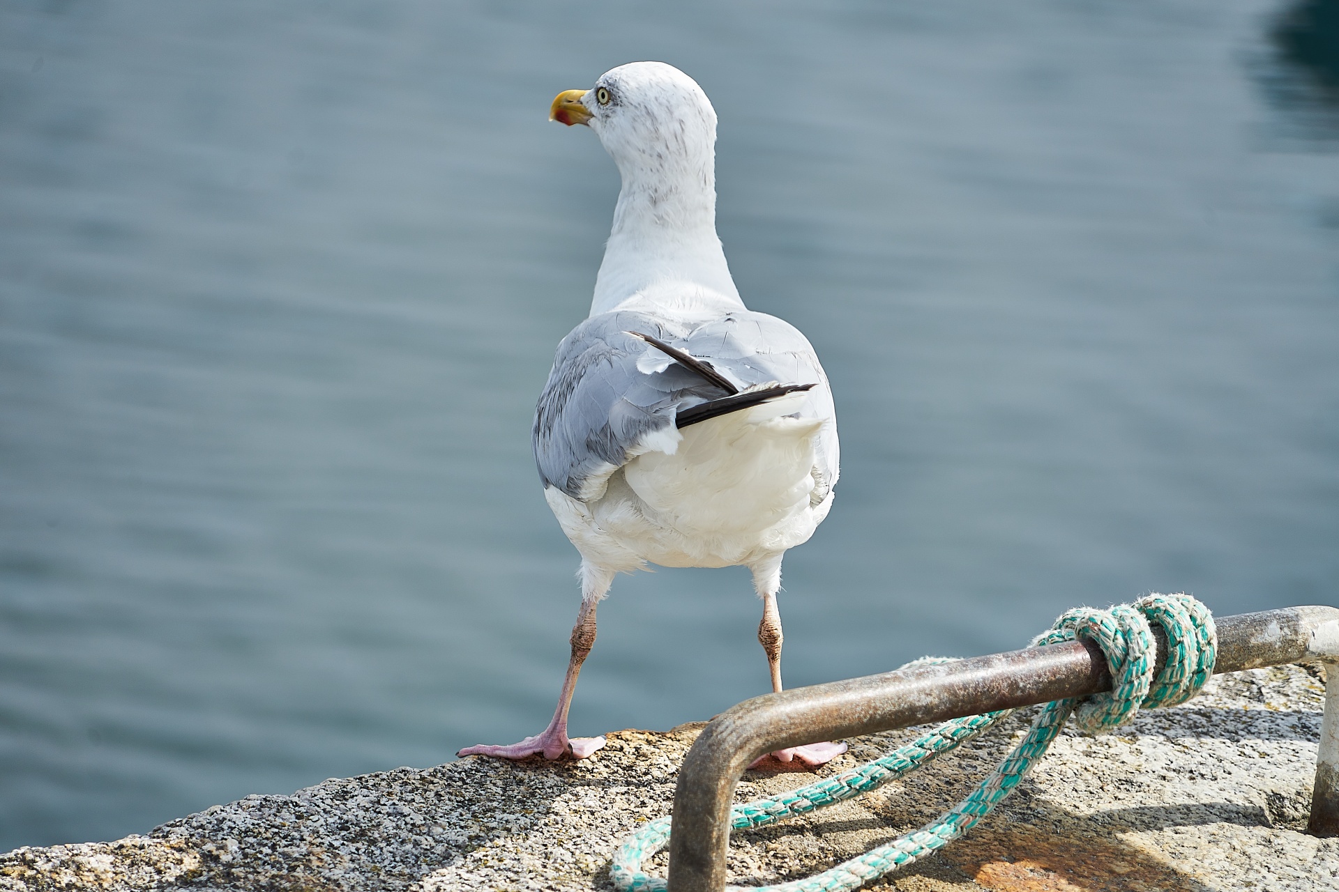 bird gull avian free photo