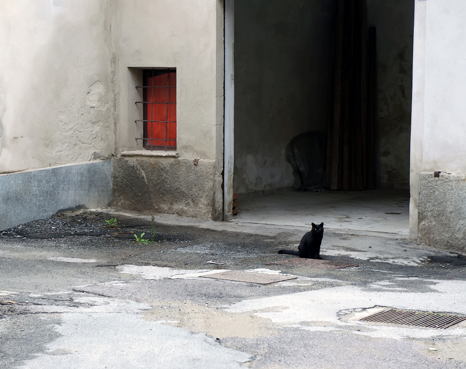 cat black fortune free photo