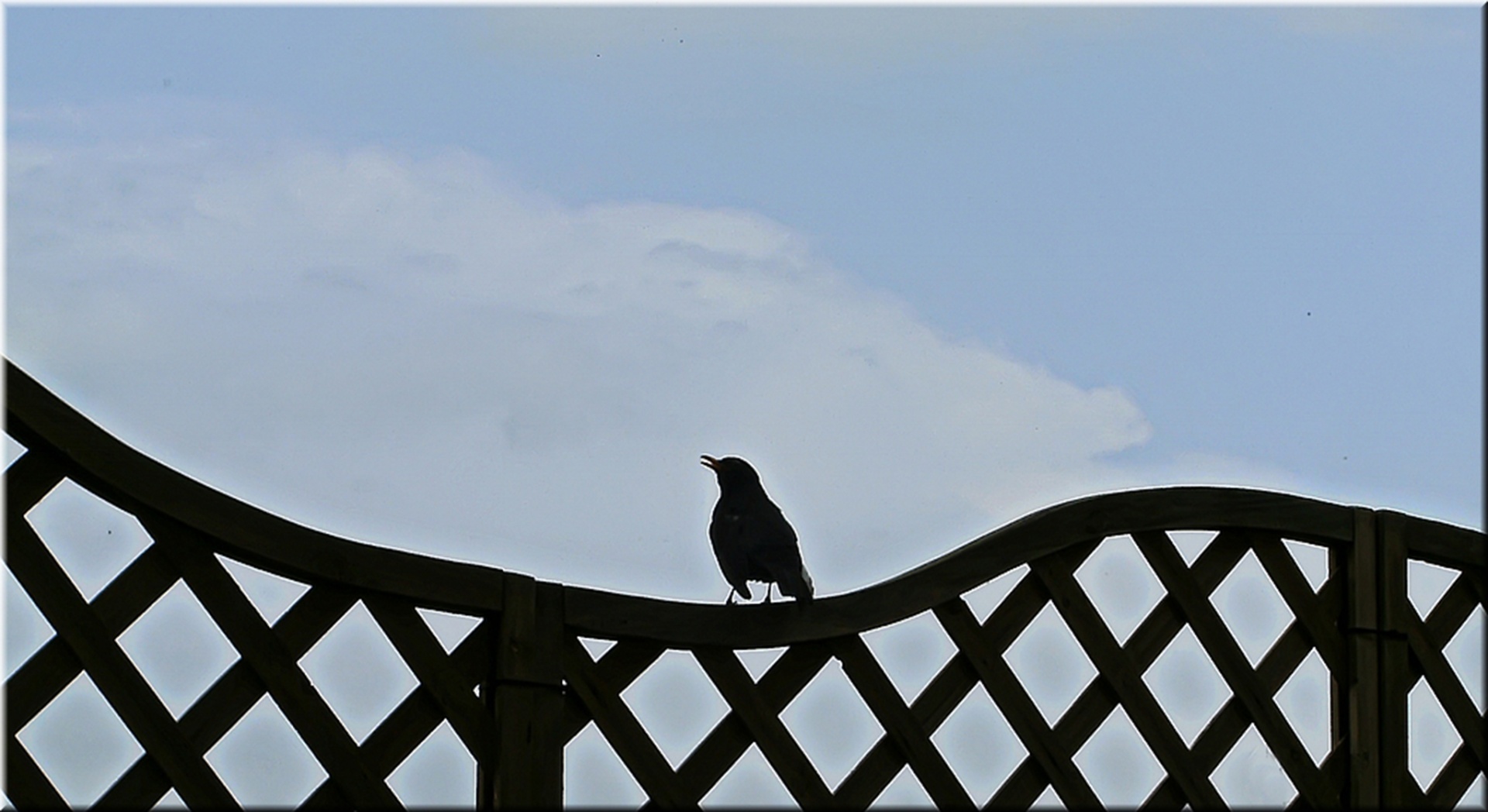 blackbird singing black free photo