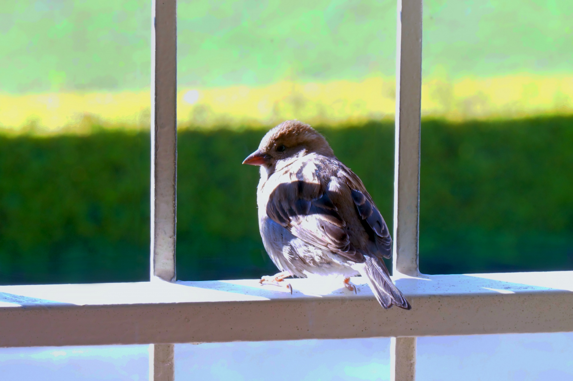 sparrow bird birdie free photo