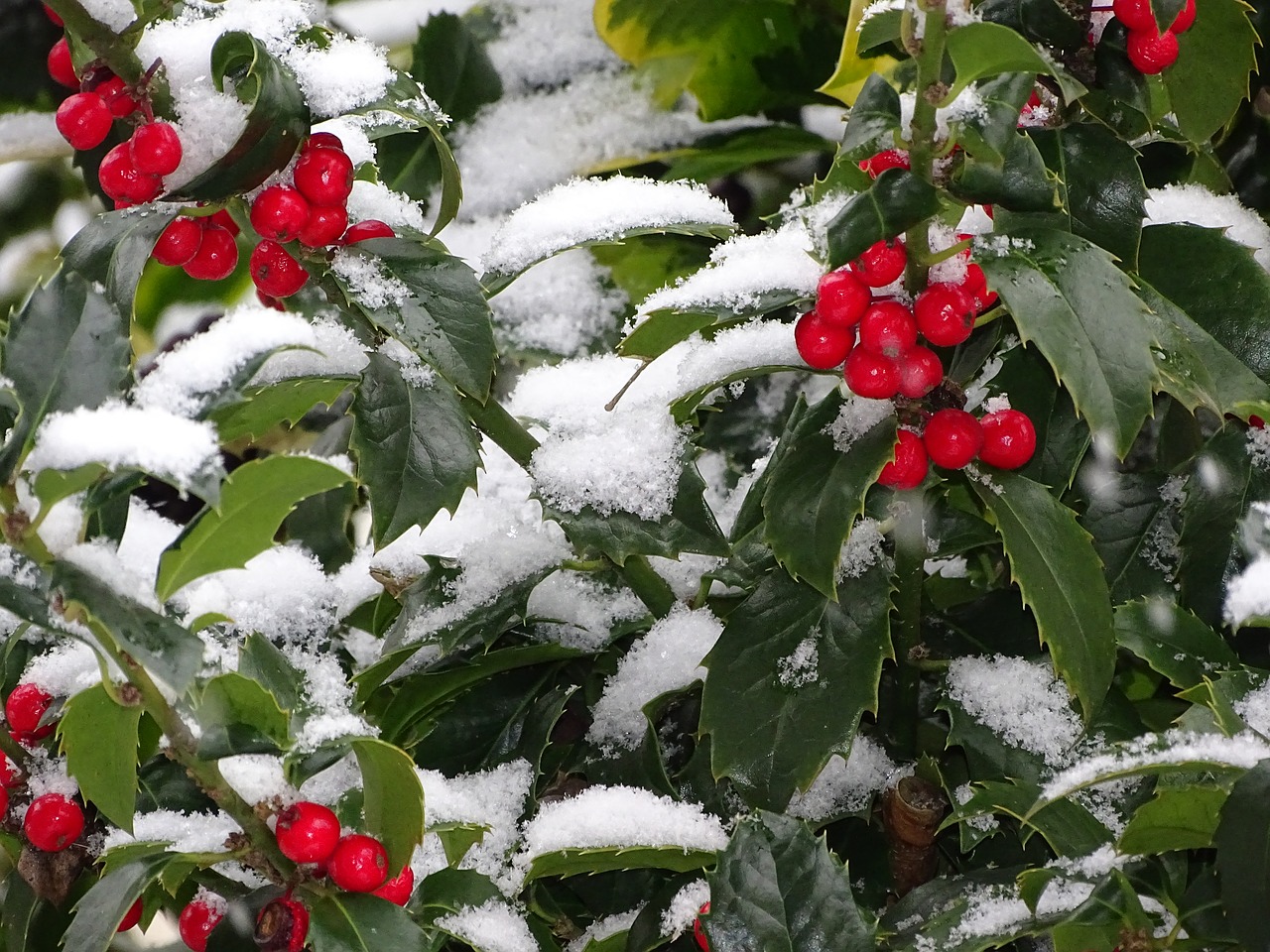 ilex berry tree free photo