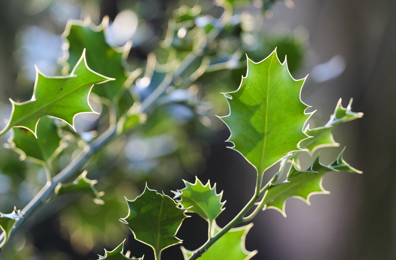 ilex leaves spur free photo