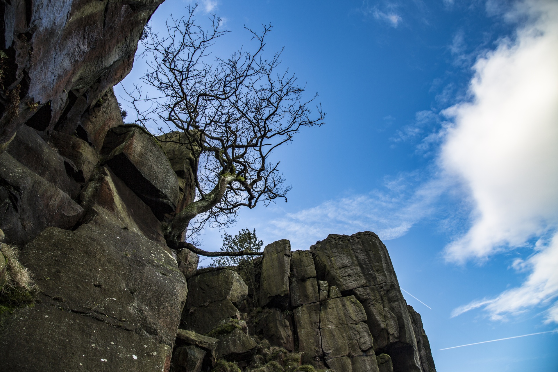 landscape nature tree free photo