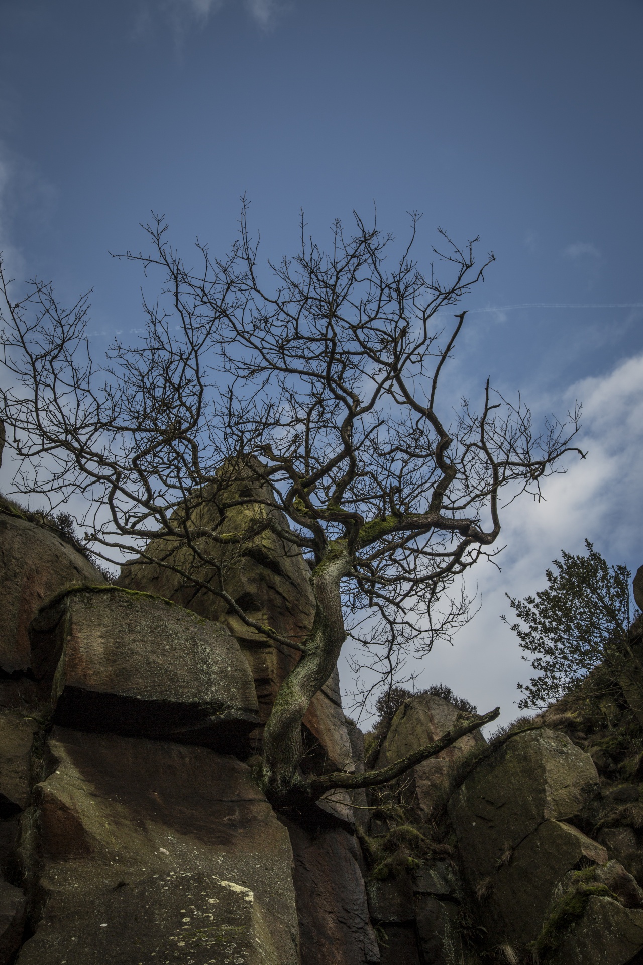 landscape nature tree free photo