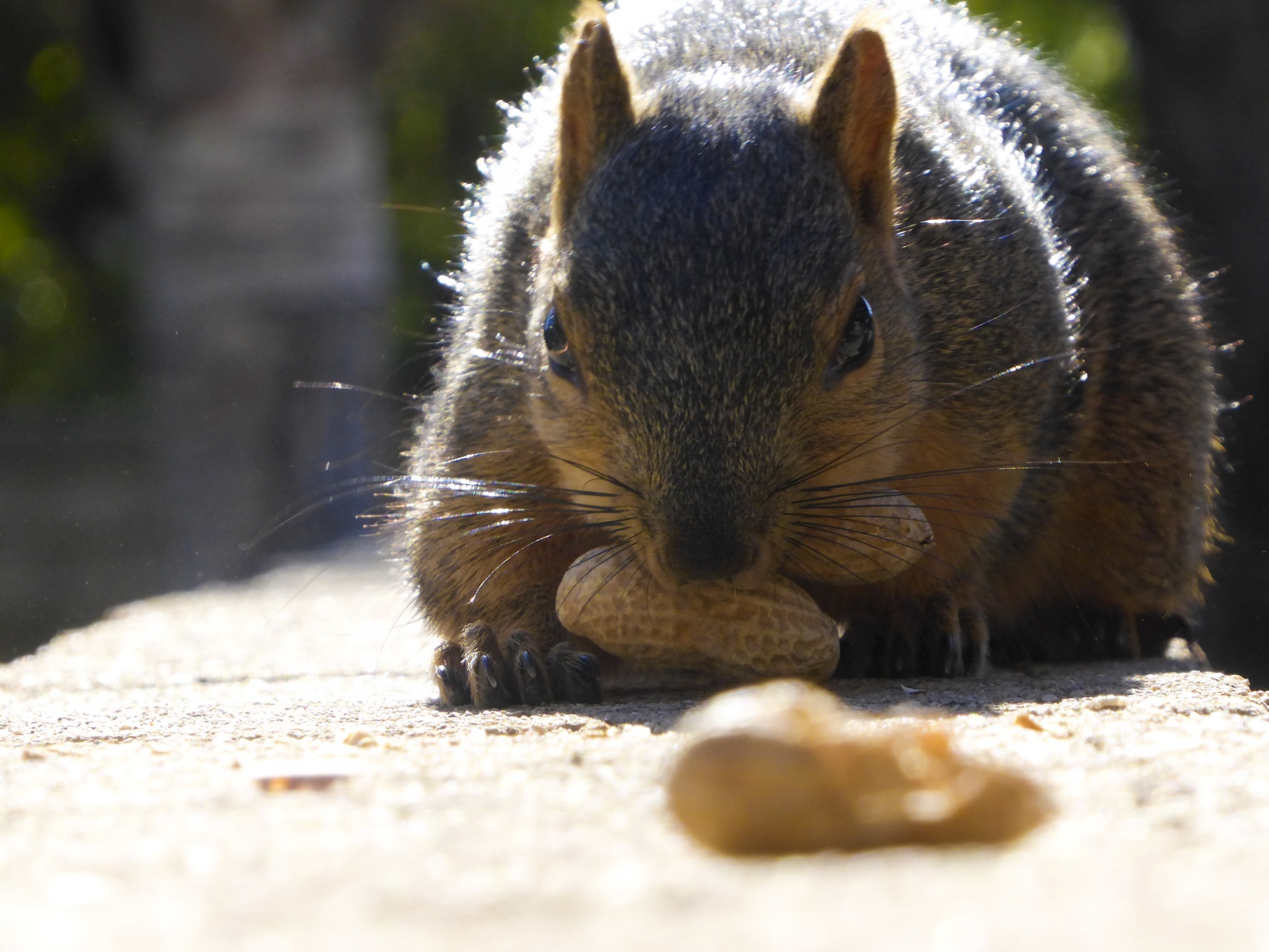 squirrel nuts eating free photo