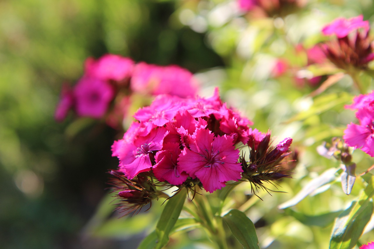 œillet  sweet william  flowering free photo