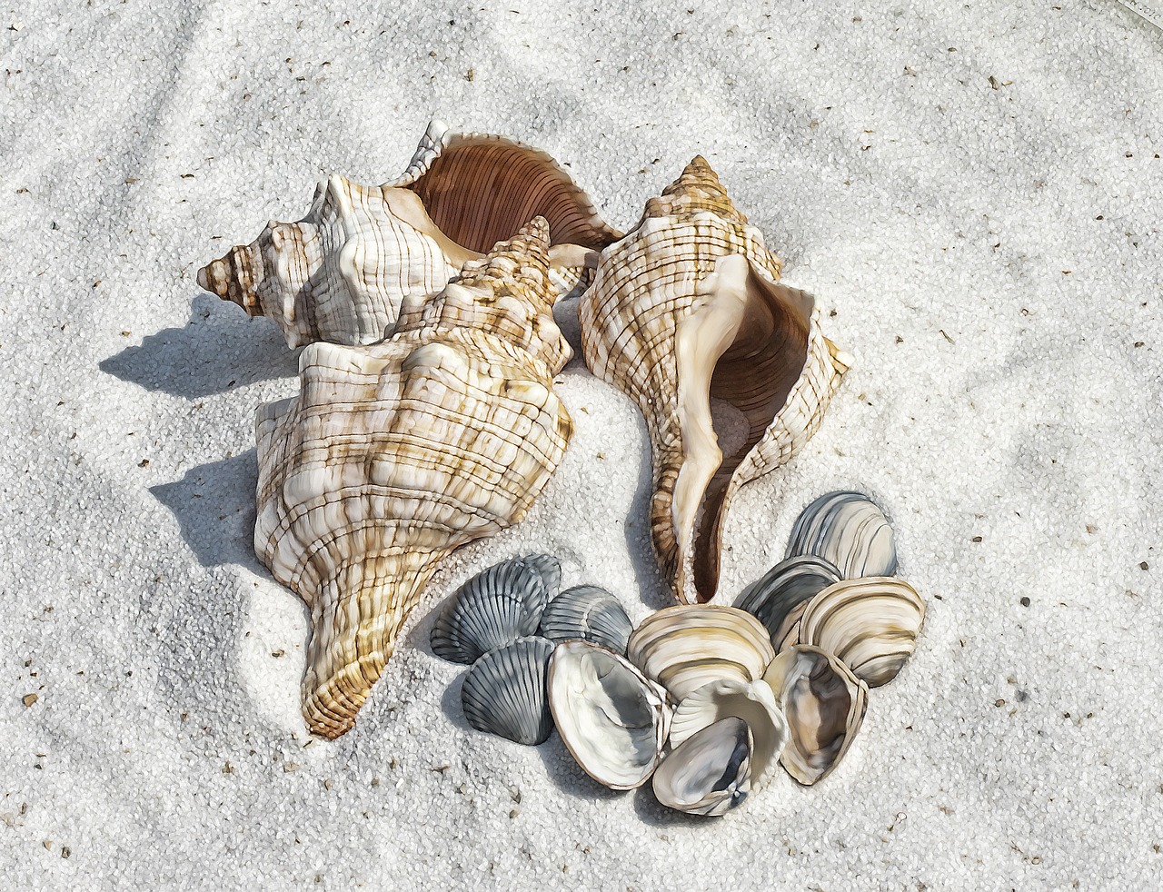illustration shell shells free photo