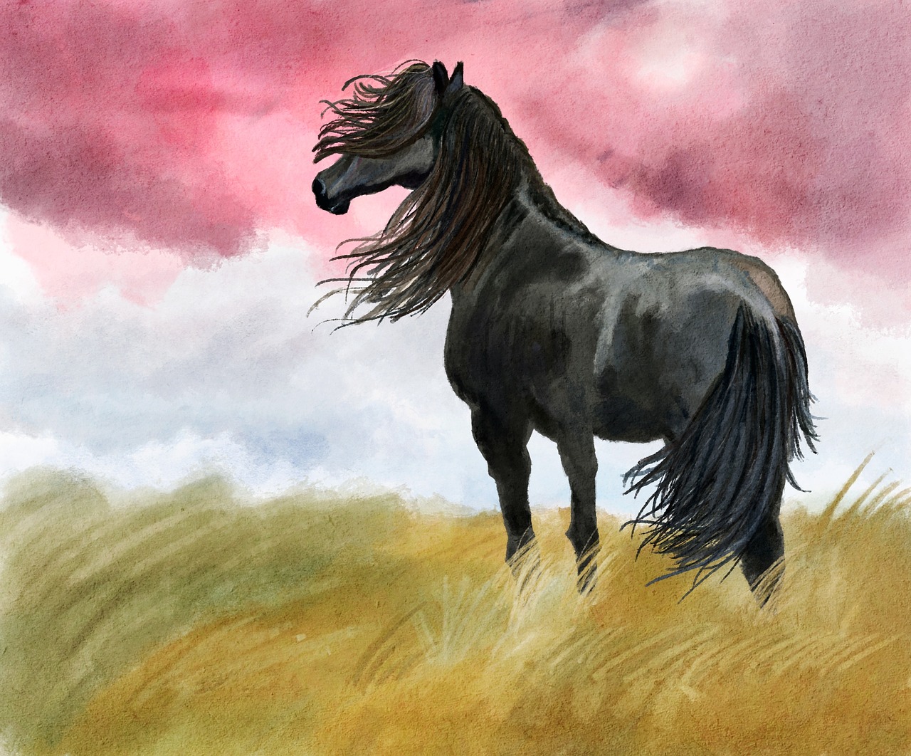 illustration horse meadow free photo