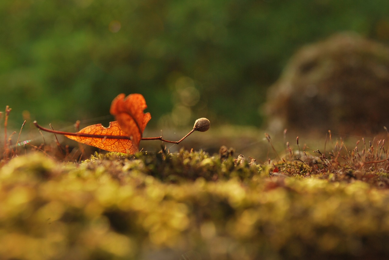illustration moss autumn free photo