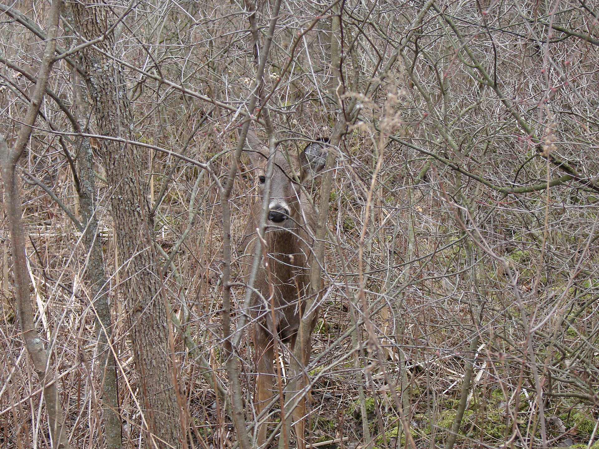 white tailed deer hiding leave less bushes free photo