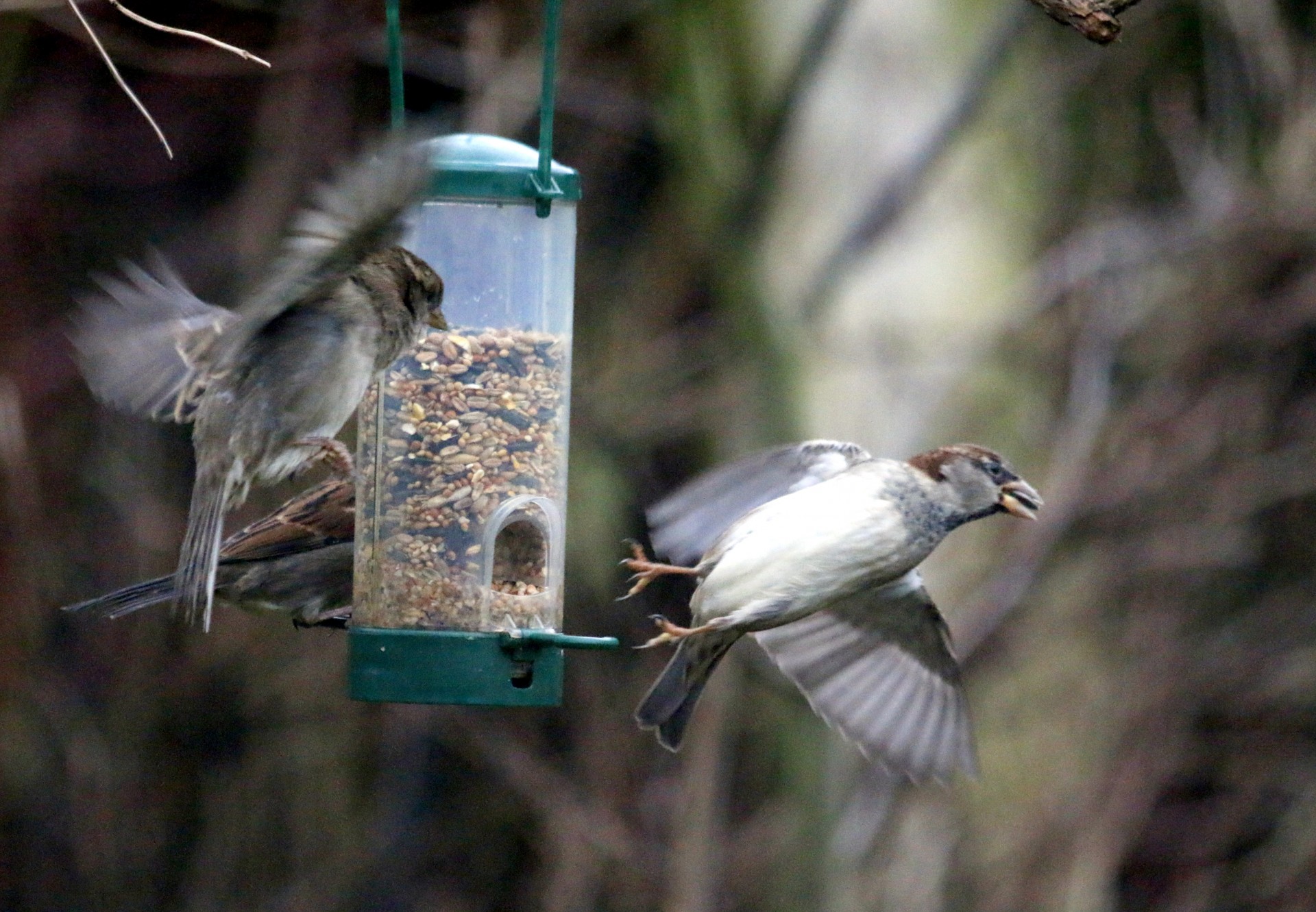 sparrows wings birds free photo