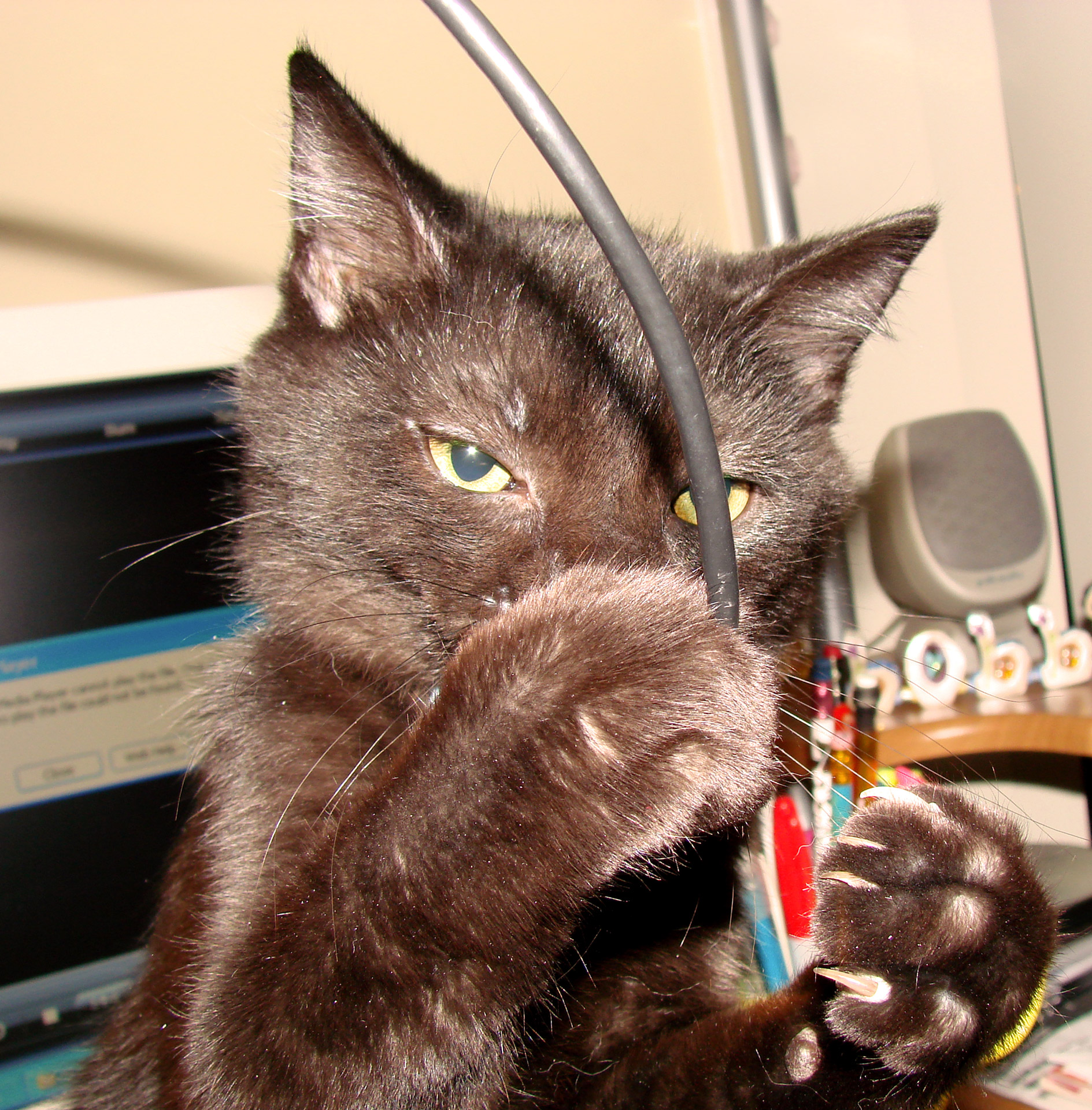 cat playing computer cable free photo