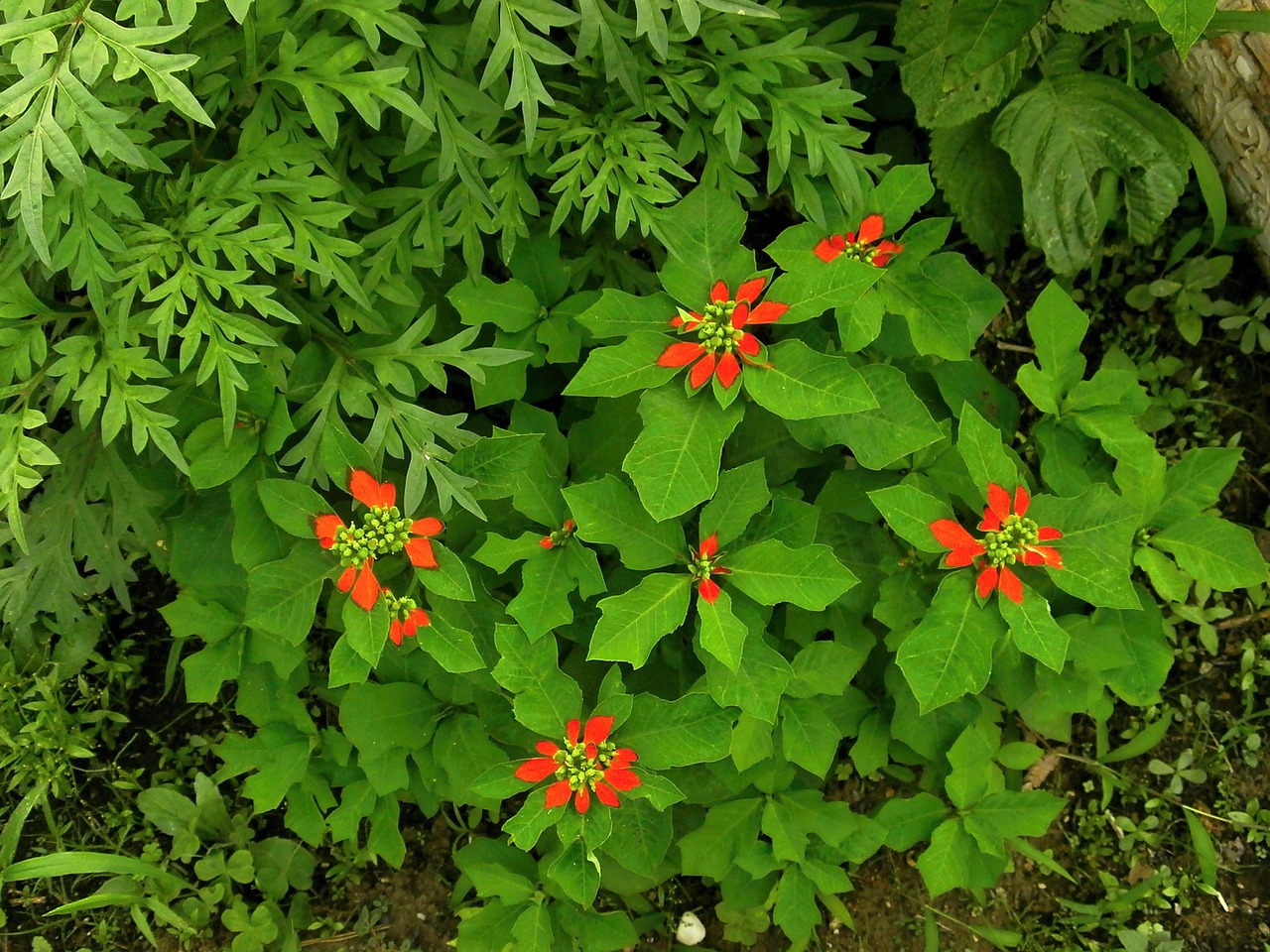 ショウジョウソウ euphorbiaceae summer flowers free photo