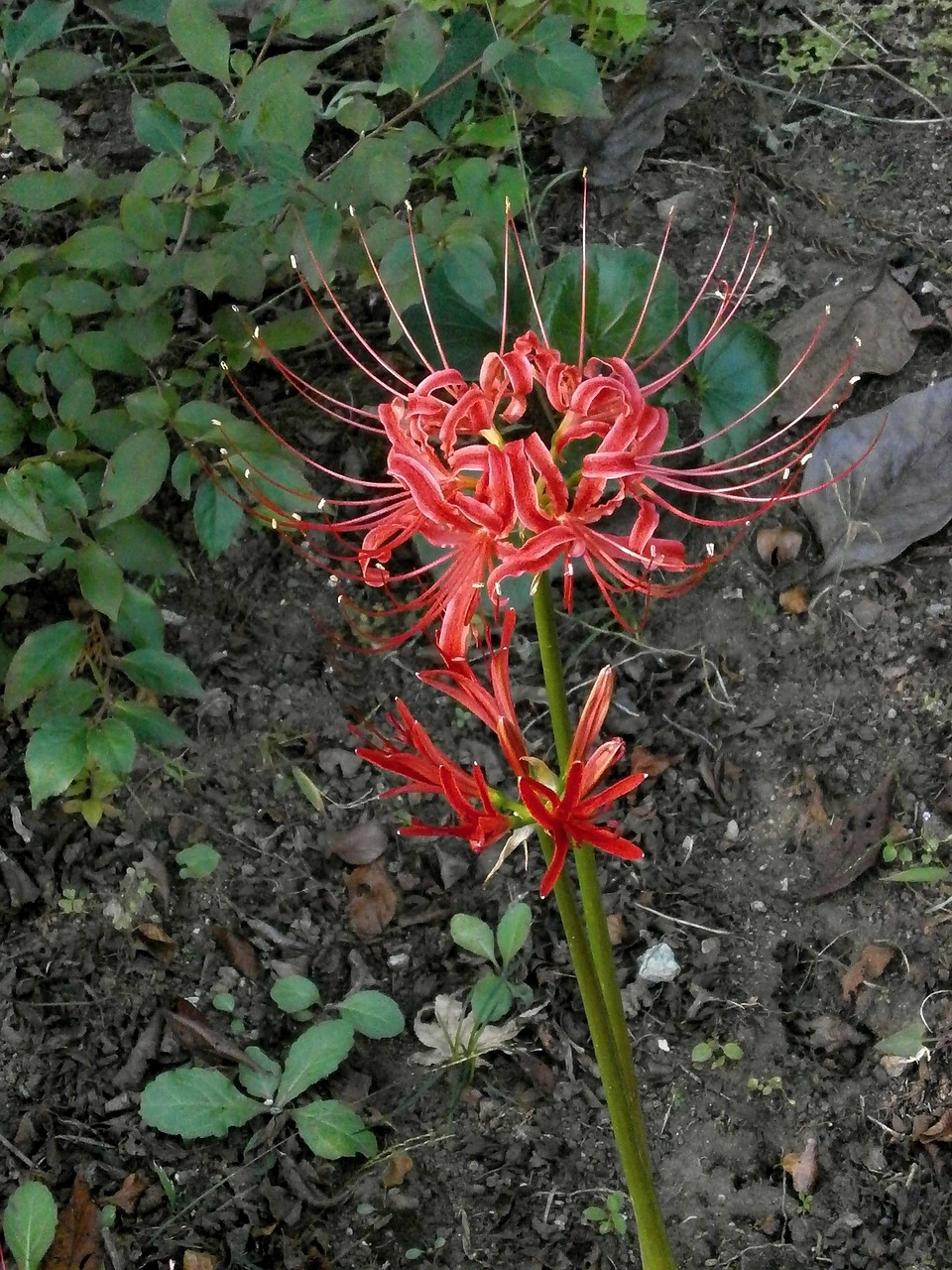ヒバンバナ amaryllis spider lily free photo