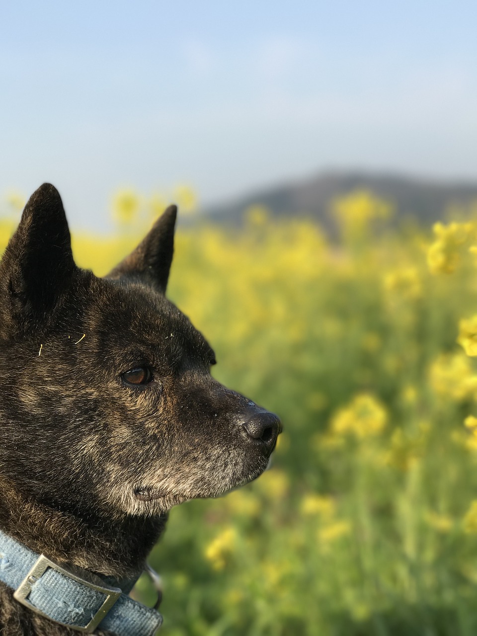 甲斐犬 7-year-old rape blossoms free photo