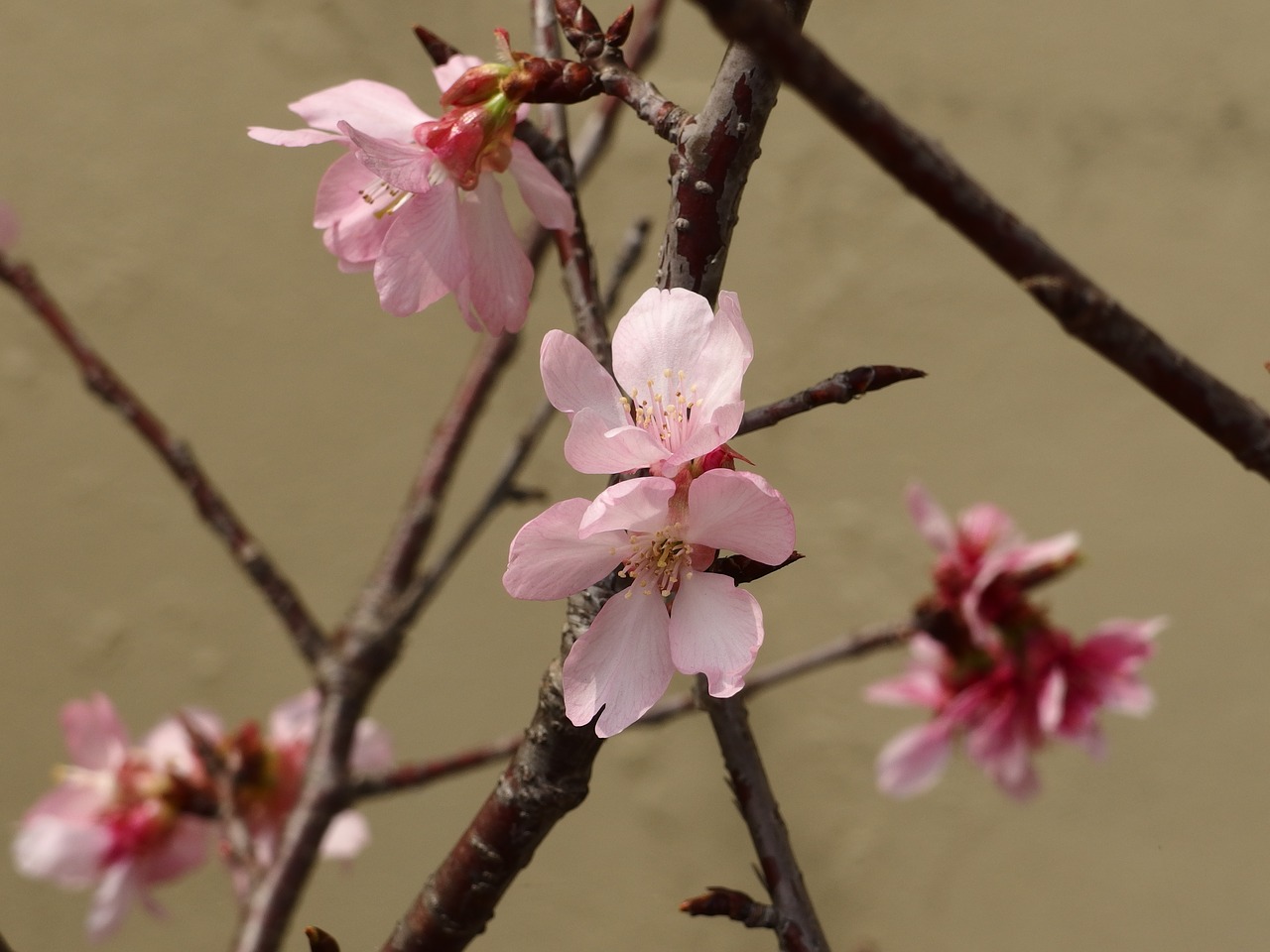 东势 newcomer that the section cherry blossoms free photo