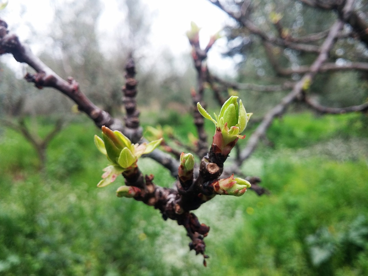 βερυκοκιά start sprouting vegetation free photo