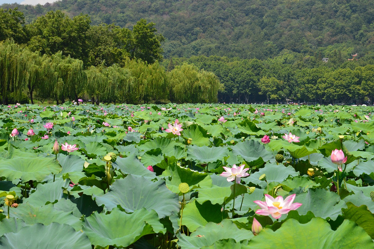 杭州 西湖 风景 free photo