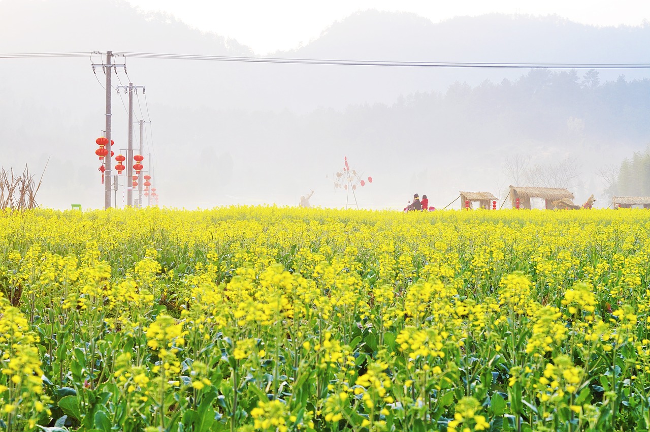 风景 春天 清新 free photo