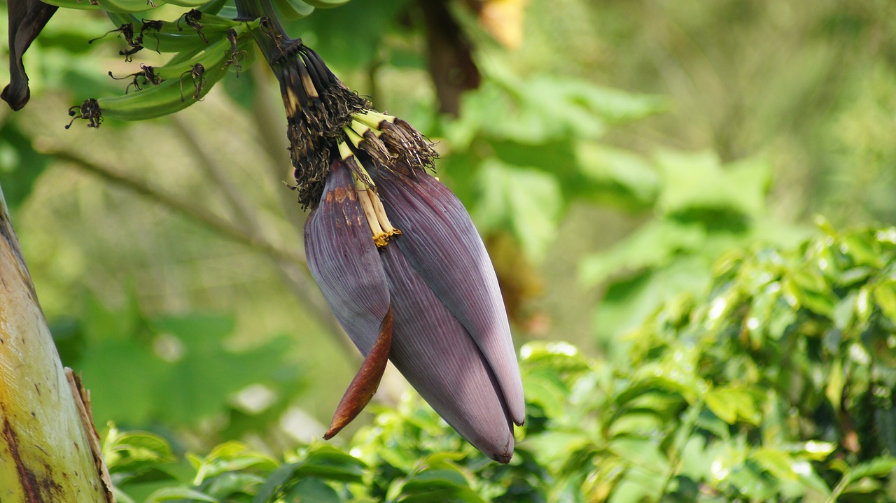 image plant banana free photo