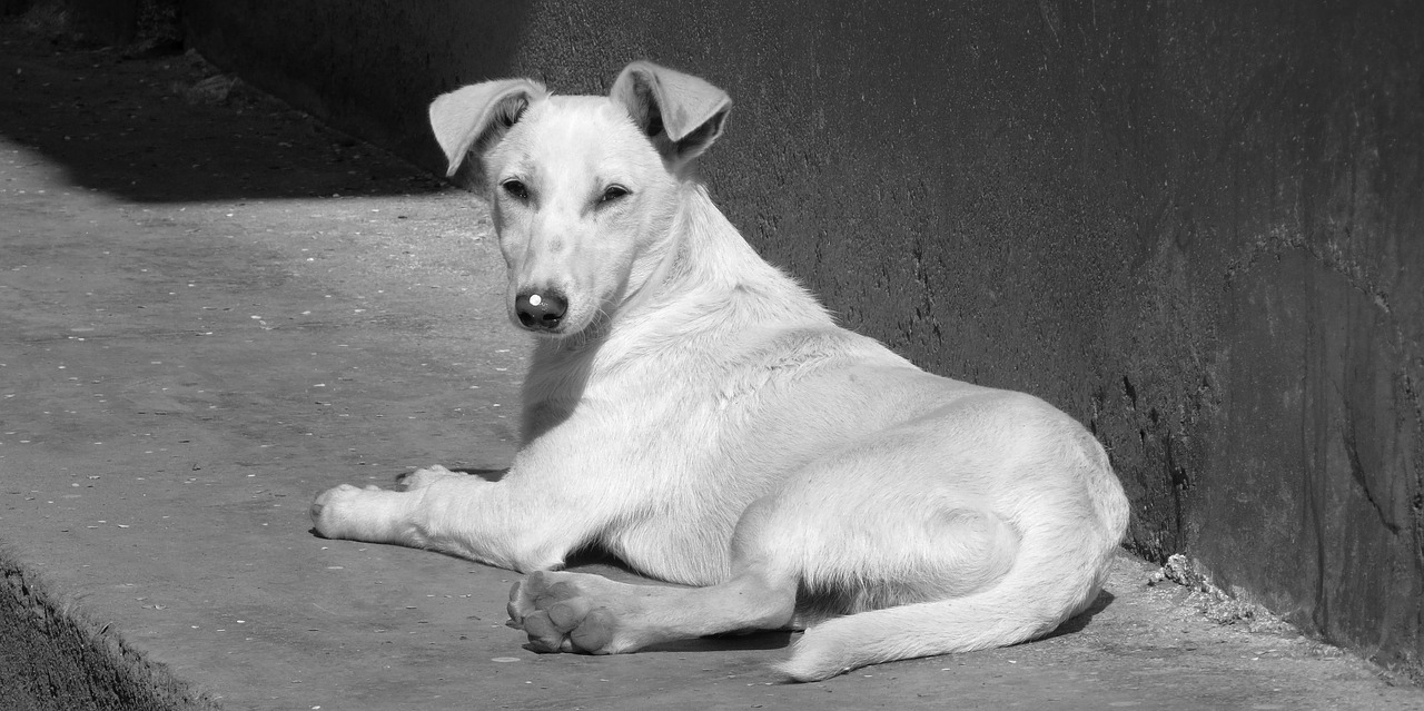 image black and white dog free photo