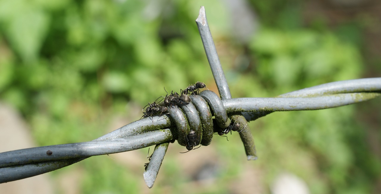 image barbed wire is ant free photo