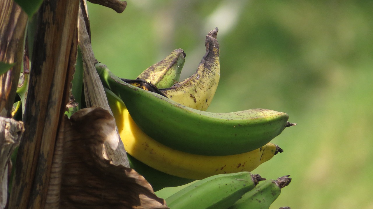 image nature banana free photo