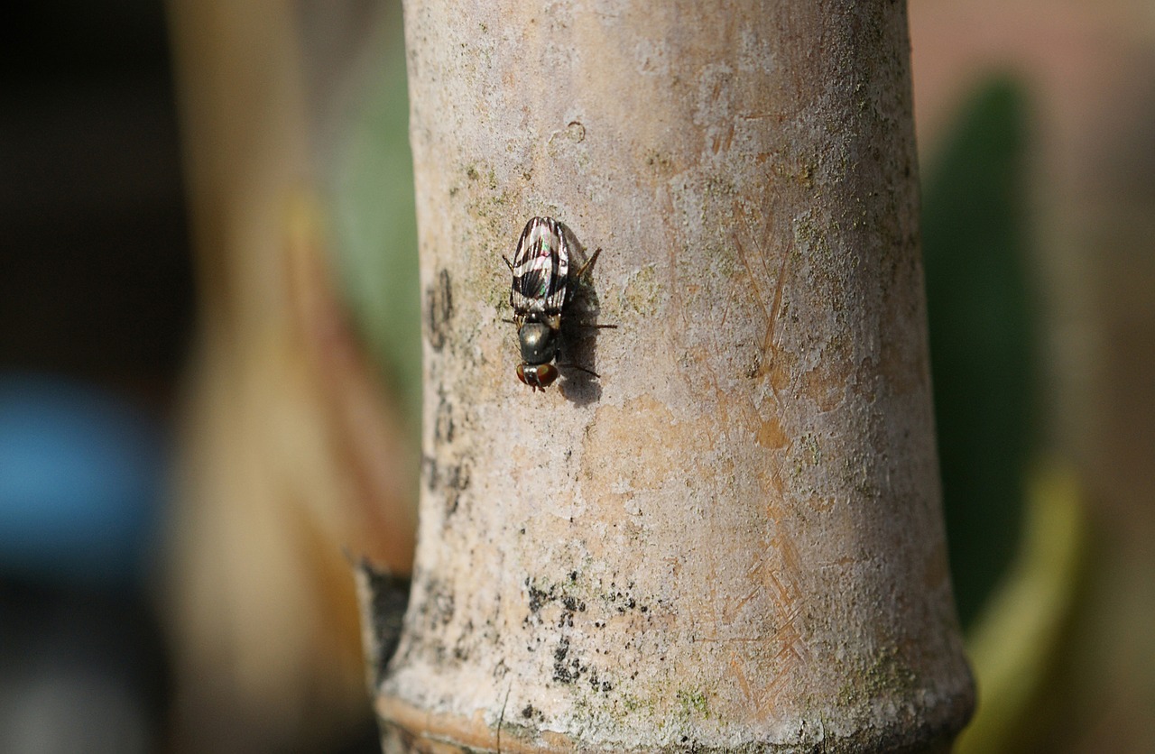 image insect fly free photo