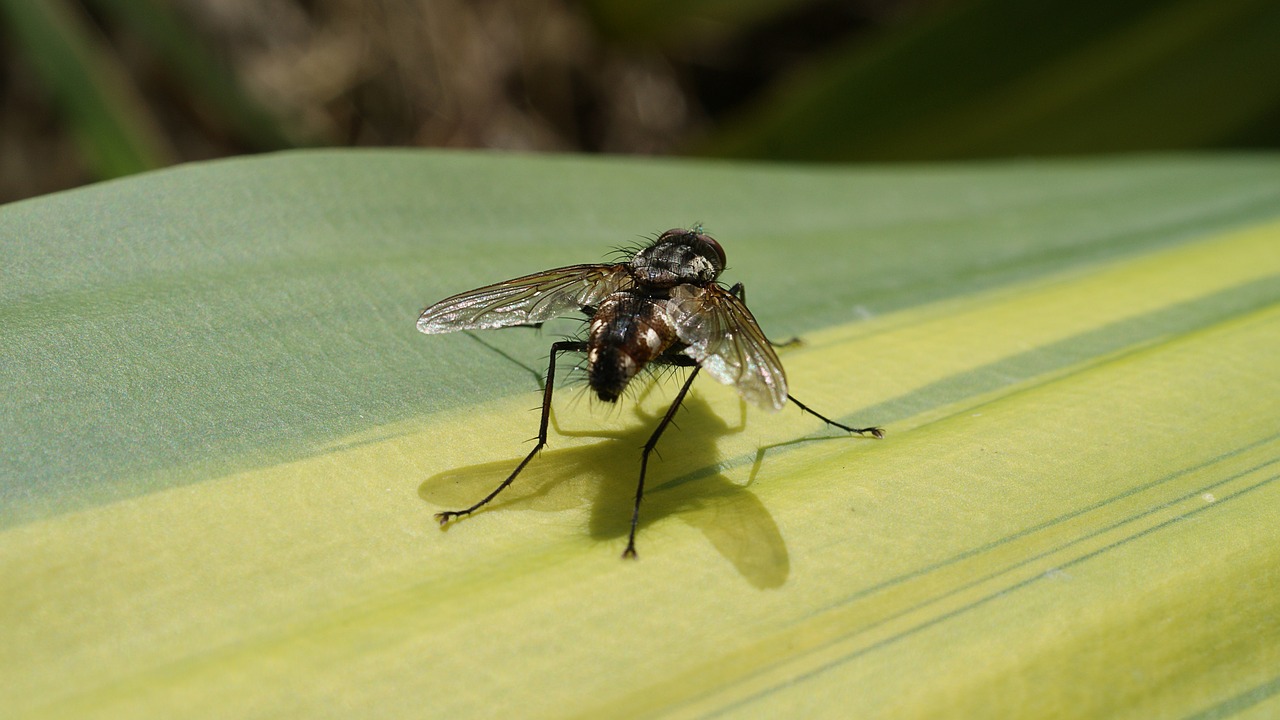 image insect macro fly free photo