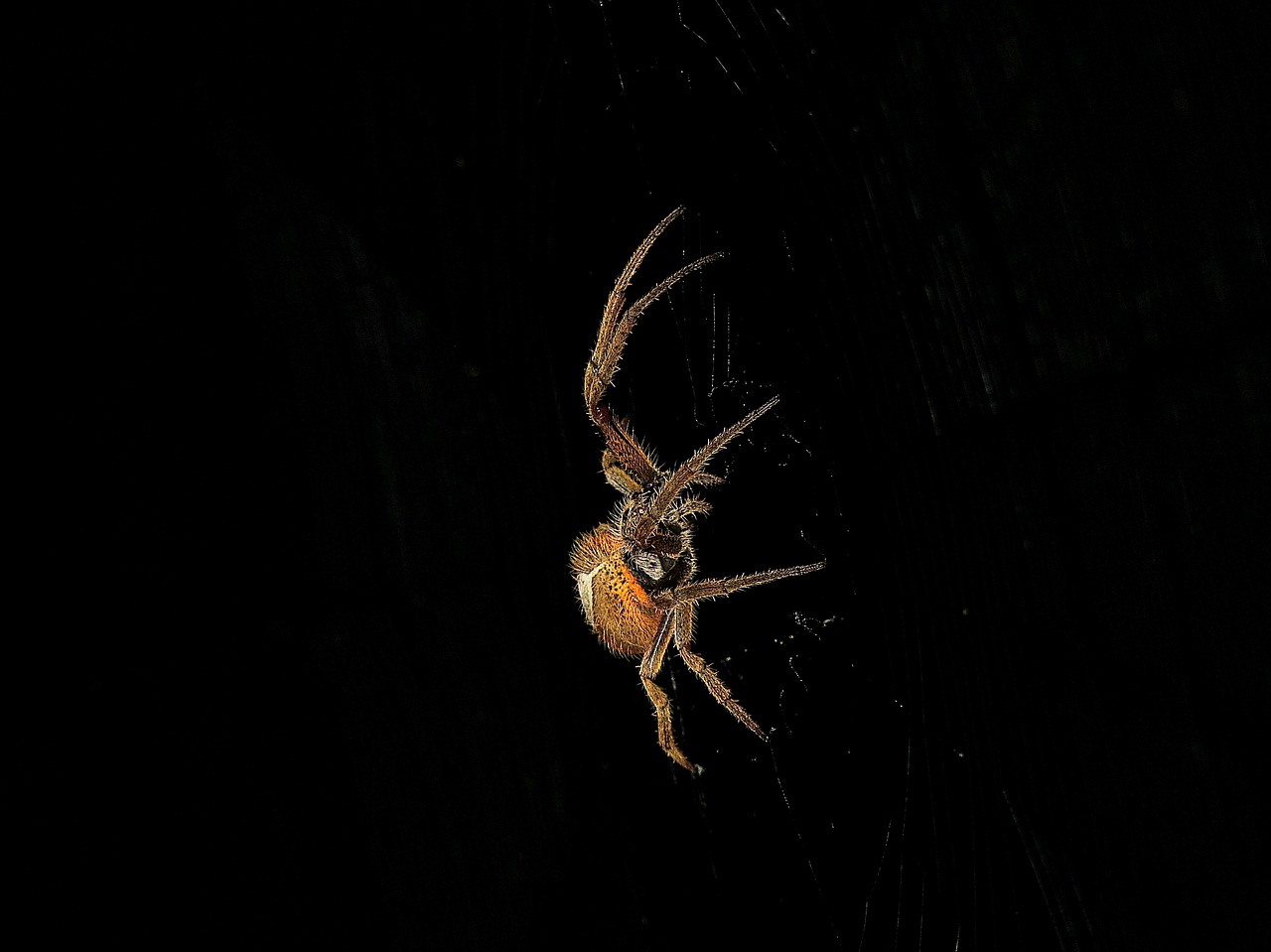 image spider weaver free photo