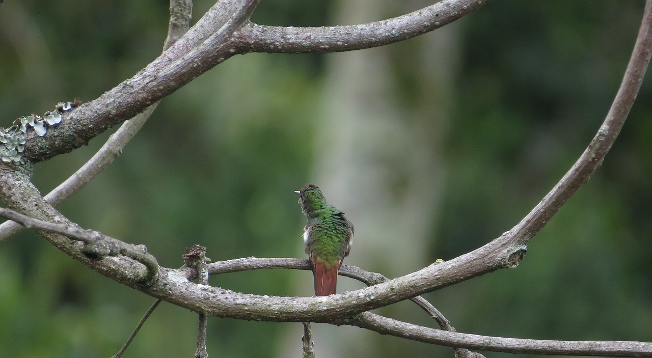 image hummingbird chupaflor free photo