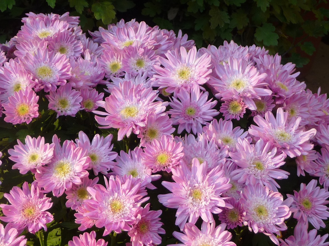 小菊 chrysanthemum pink free photo