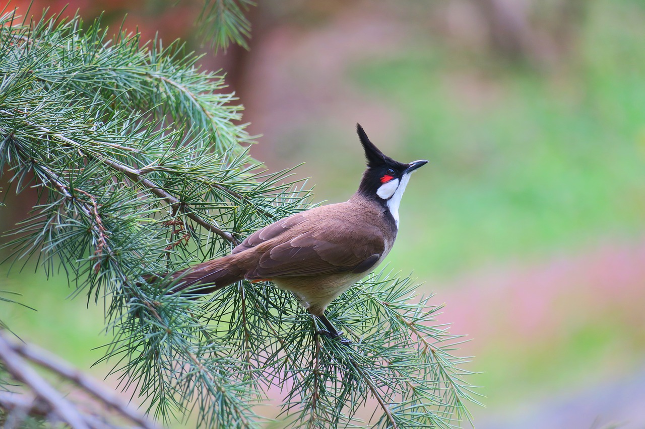 红耳鹎 bird wildlife free photo