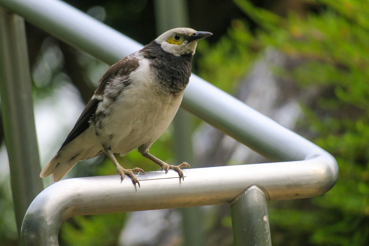 黑领椋鸟  bird  nature free photo