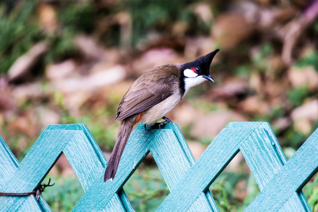 红耳鹎  nature  bird free photo