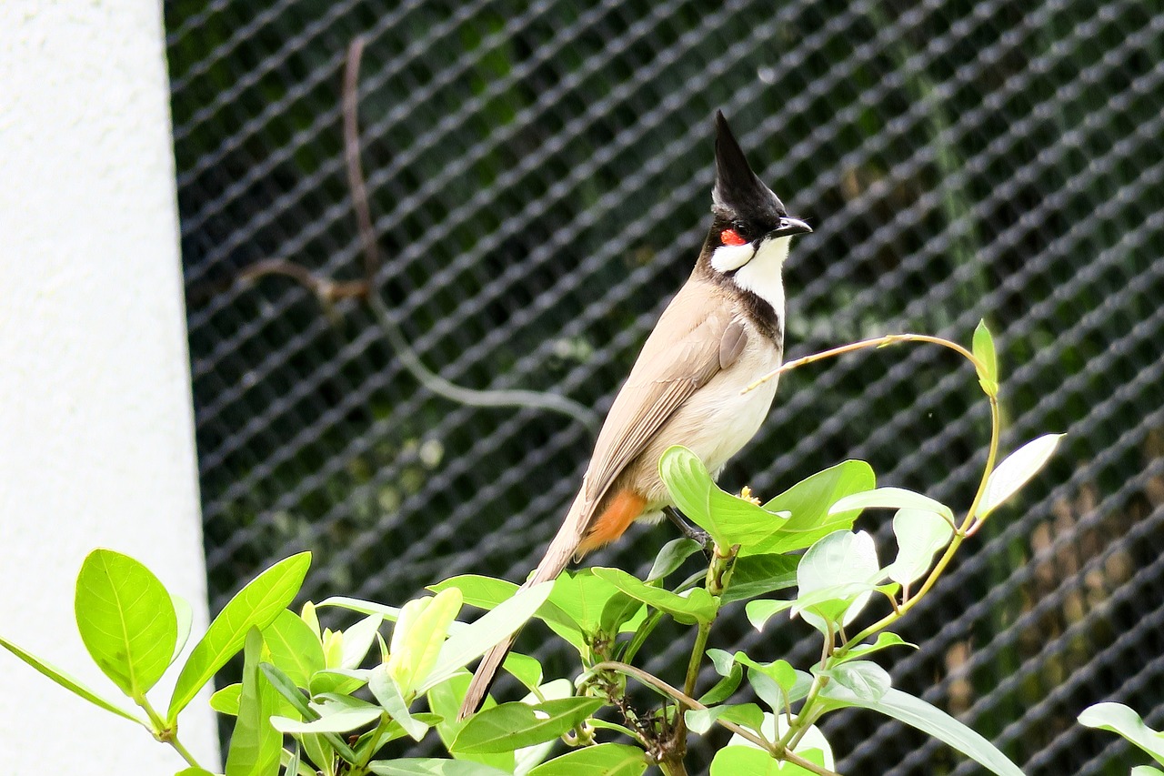 红耳鹎  nature  bird free photo