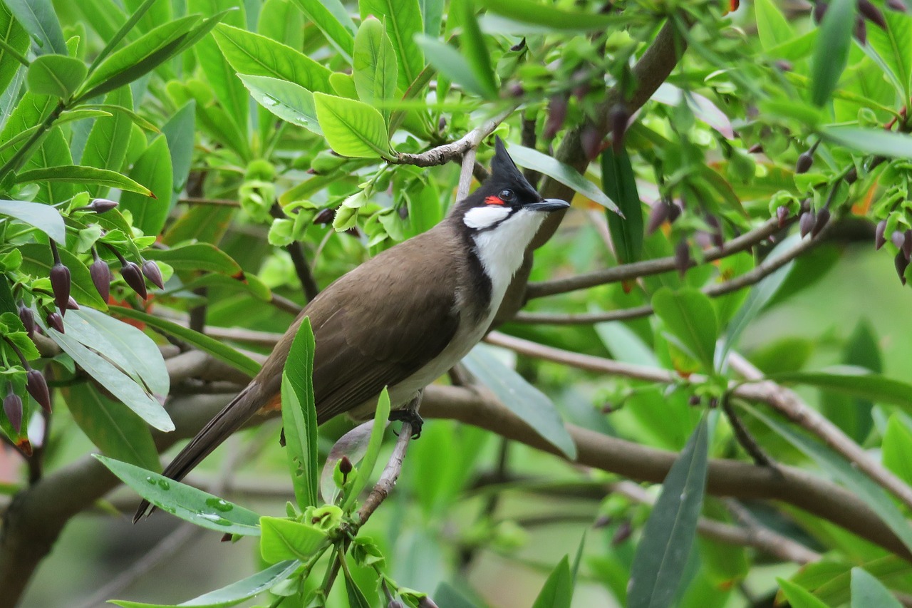 红耳鹎  nature  bird free photo