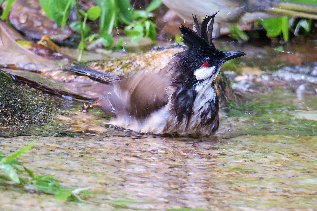 红耳鹎  nature  bird free photo