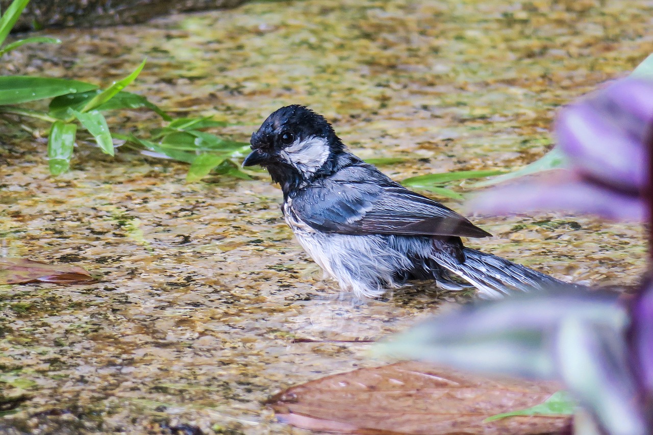 苍背山雀  nature  bird free photo