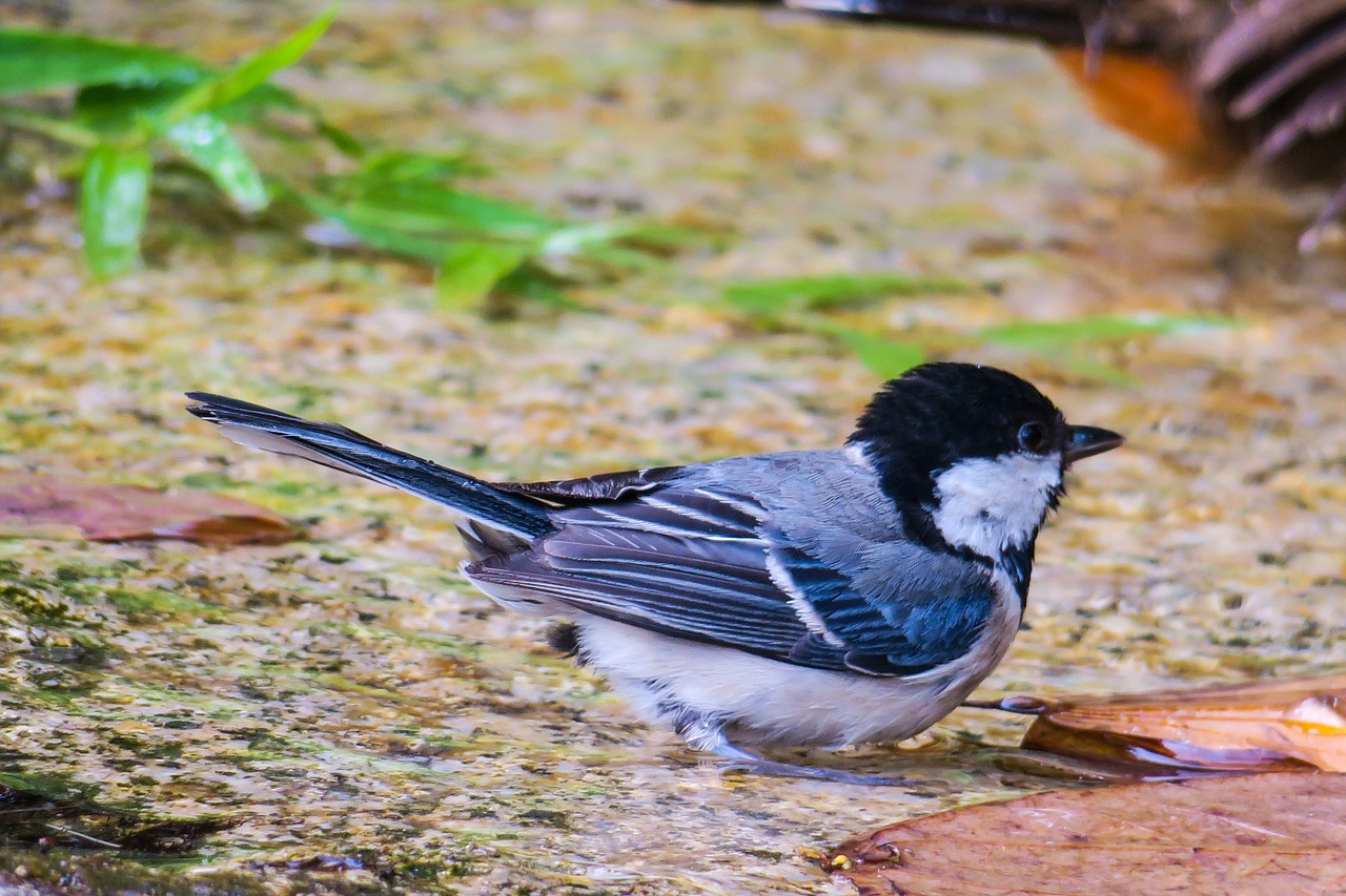 苍背山雀  nature  bird free photo