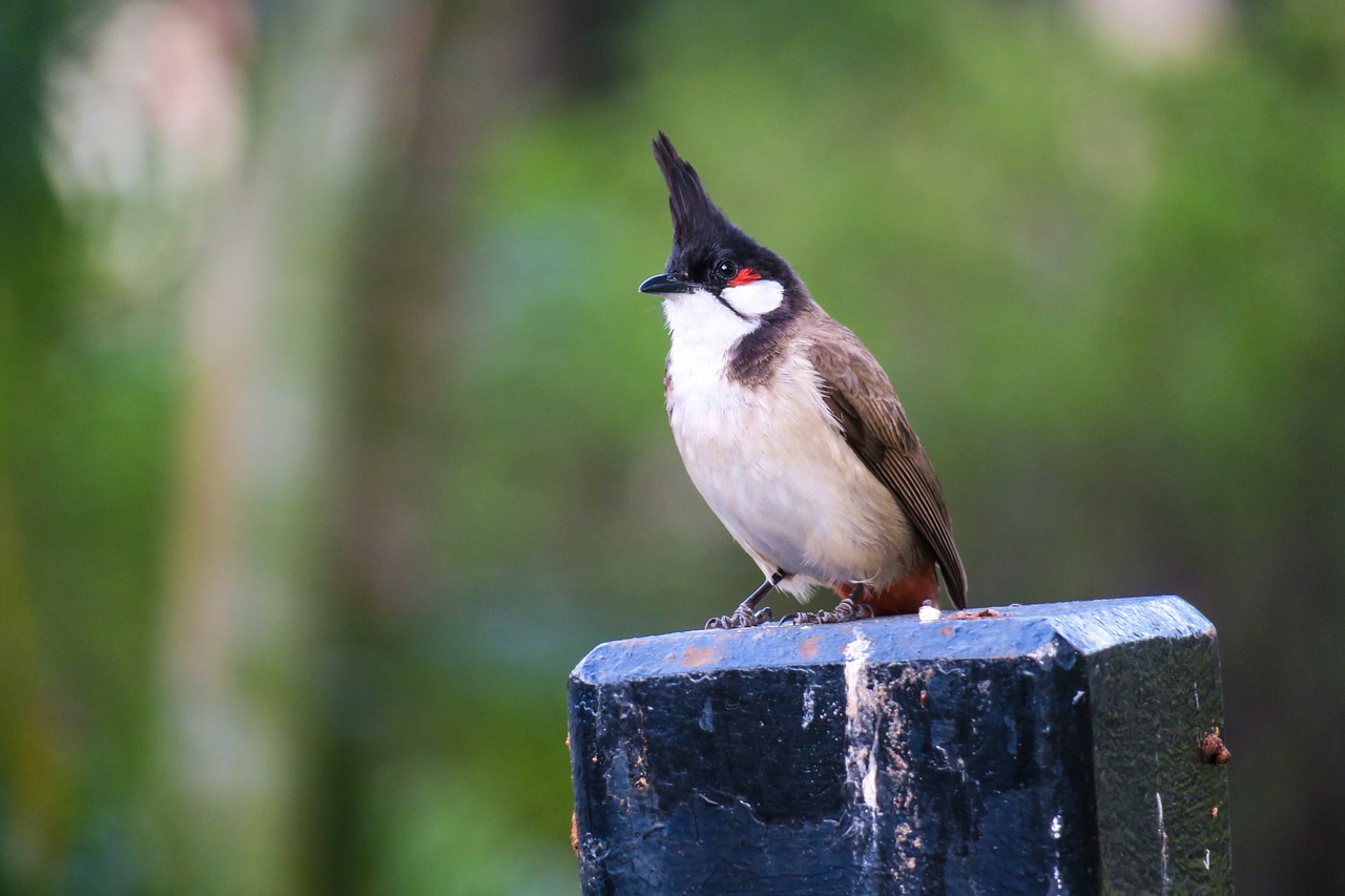 红耳鹎  nature  bird free photo