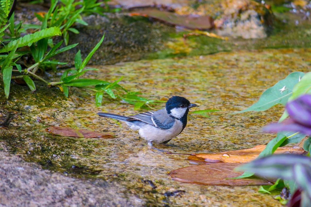 苍背山雀  nature  bird free photo