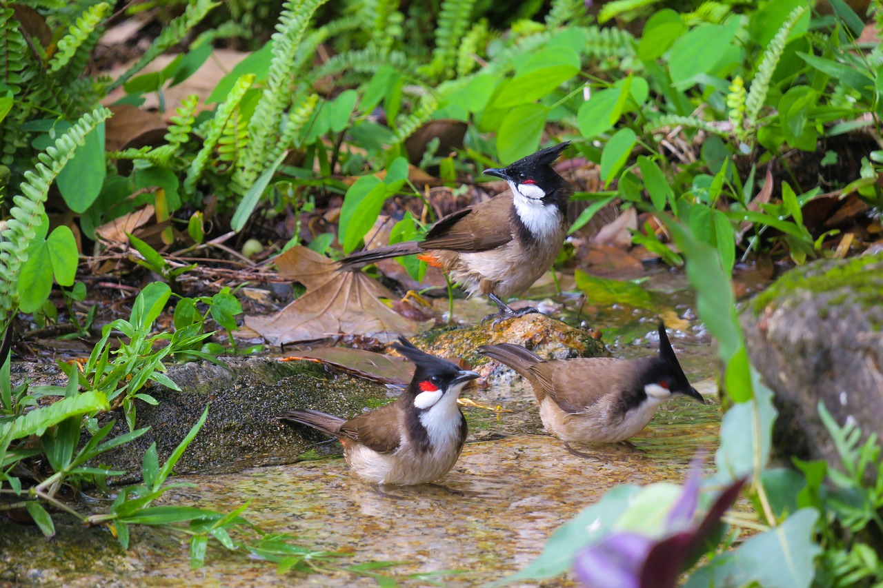 红耳鹎  nature  bird free photo