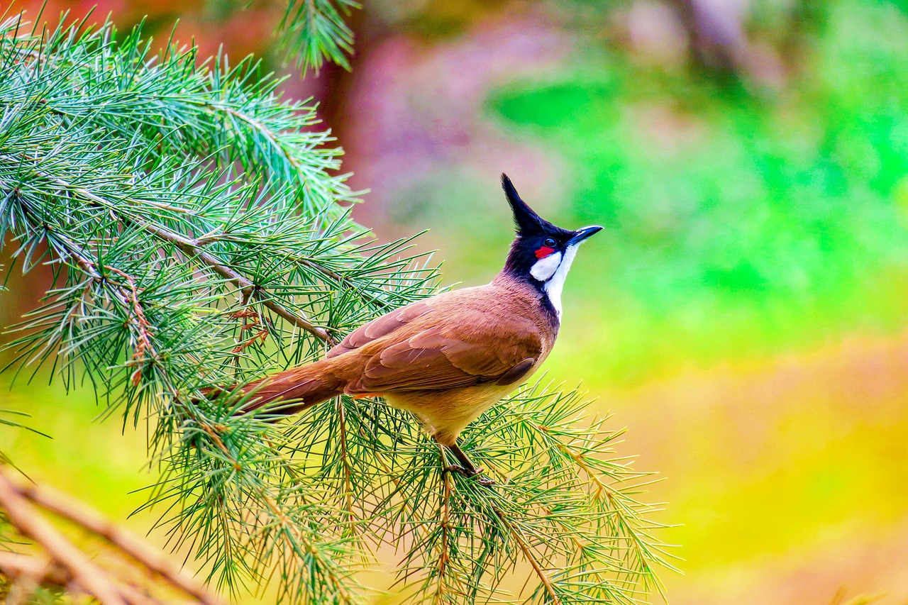 红耳鹎  nature  bird free photo