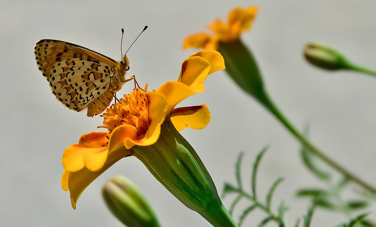 πεταλούλα  flower  summer free photo