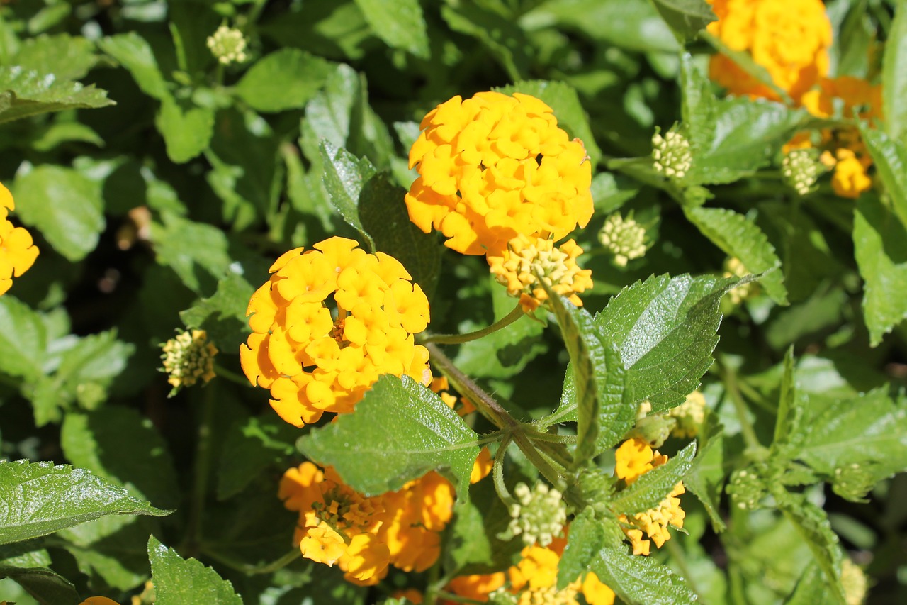 λαντάνα  yellow  plant free photo