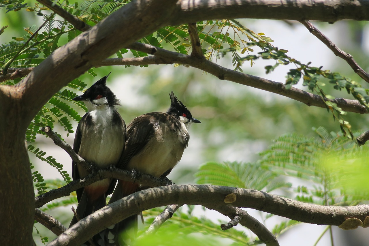 红耳鹎  nature  bird free photo