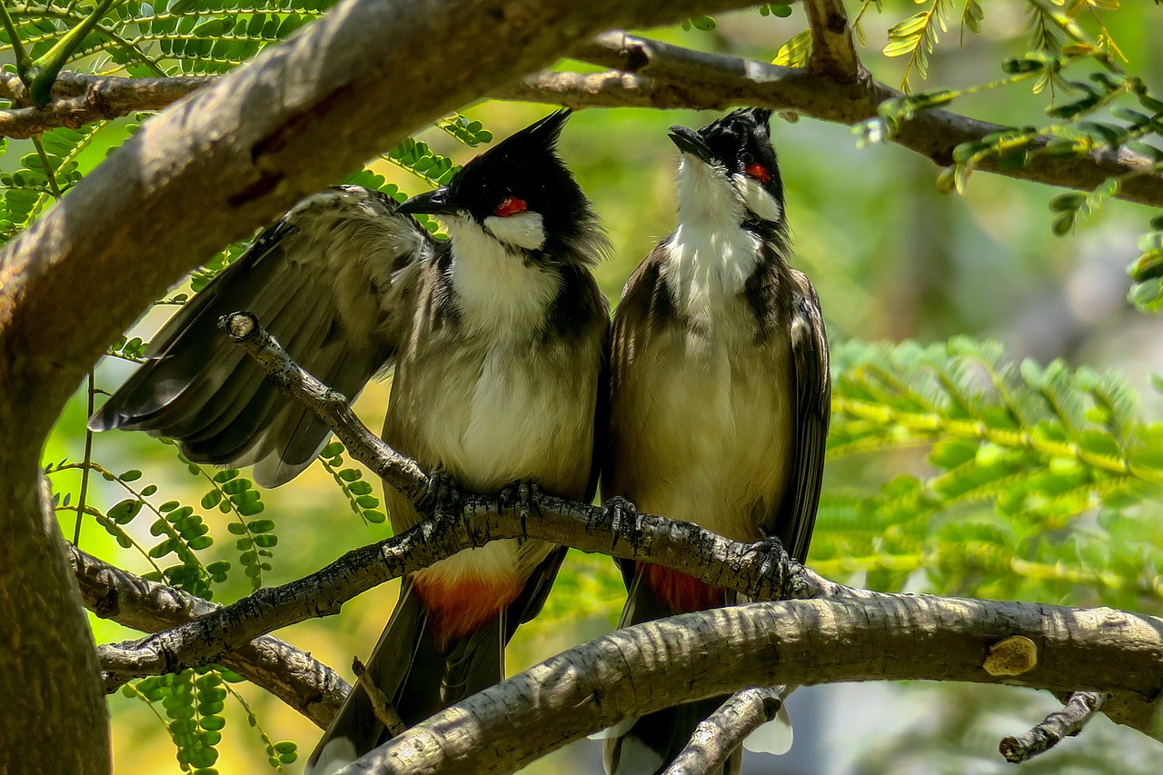 红耳鹎  nature  bird free photo